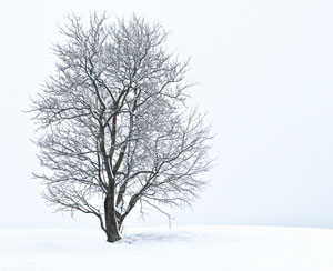 Tree in snowy landscape