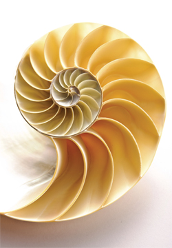 Spiral inside of nautilus shell