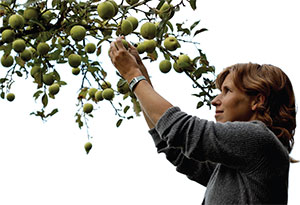 Woman picking fruit
