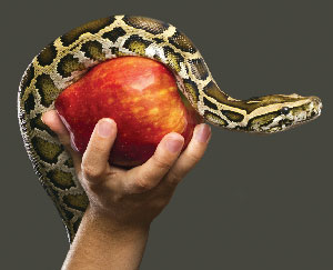 snake around an apple