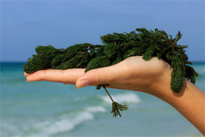 Hand holding seaweed on the beach