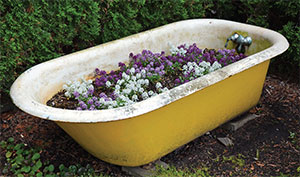 Bathtub planted with flowers