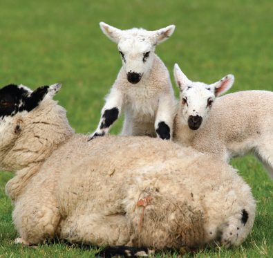 Mother sheep with two lambs