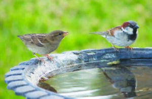 birds at birdbath
